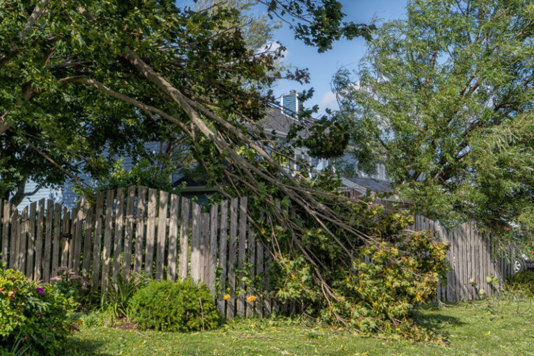 Tree Debris Removal in Edmond, OK Vision Tree