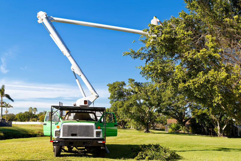 tree trimming and tree pruning service OKC