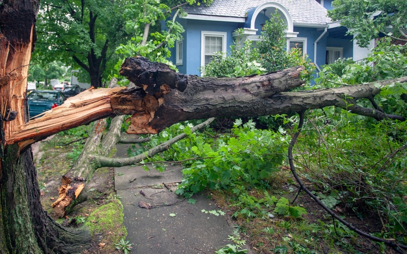 tree storm cleanup, storm cleanup services