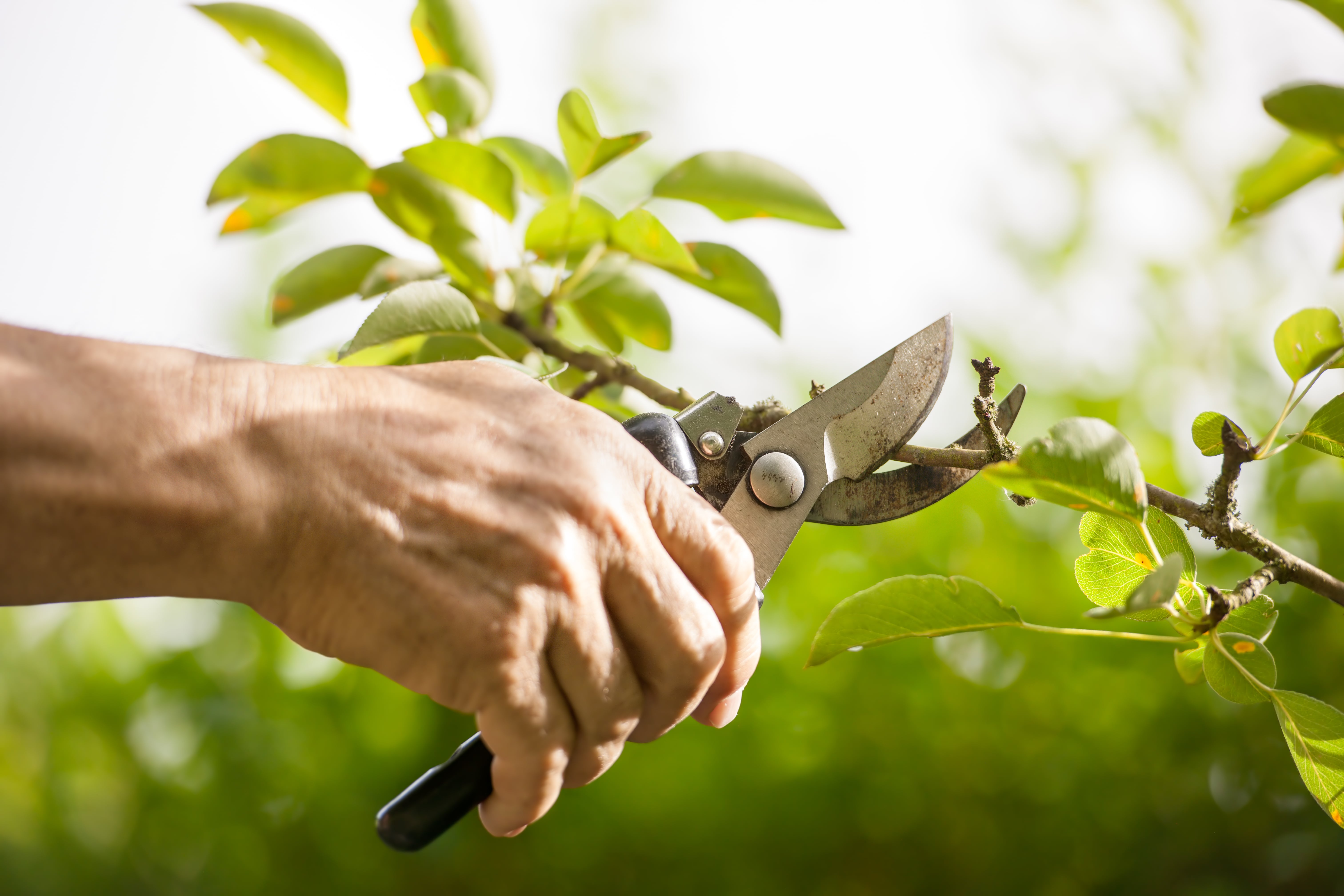 Guide to early spring pruning