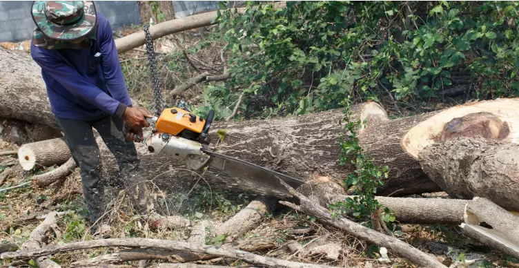 Fallen Tree Removal