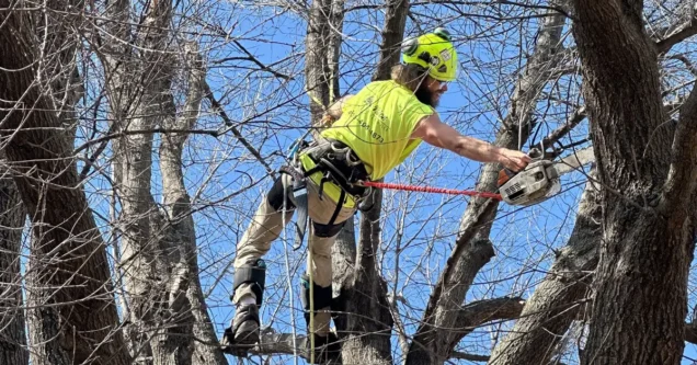 5 Warning Signs Your Tree Won’t Survive an OKC Windstorm