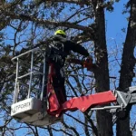 How Much Does Tree Trimming Cost?
