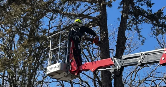 How Much Does Tree Trimming Cost in Edmond & OKC?