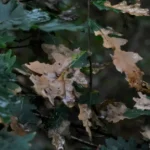 Common Tree Diseases in Oklahoma