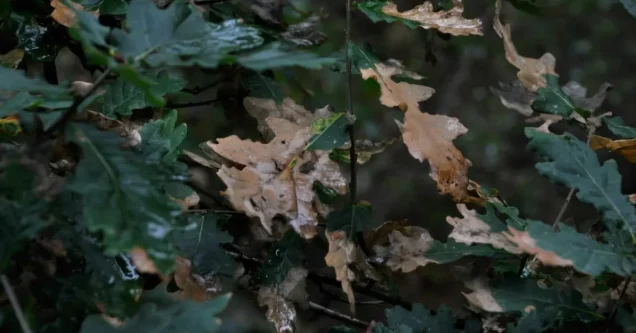 Common Tree Diseases in Oklahoma