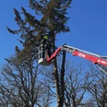 Large Tree Height Reduction