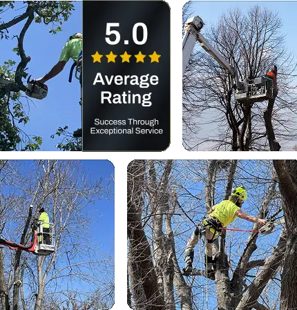 About Vision Tree Service