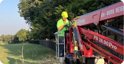 Stump Grinding And Root Removal