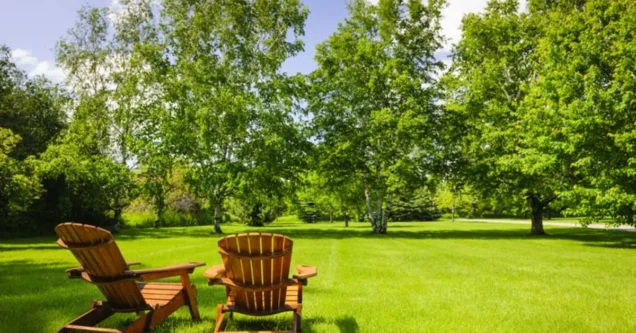 How To Get Rid of a Lawn With a Lot of Weeds