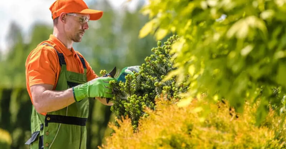 Arborists in Oklahoma City, OK