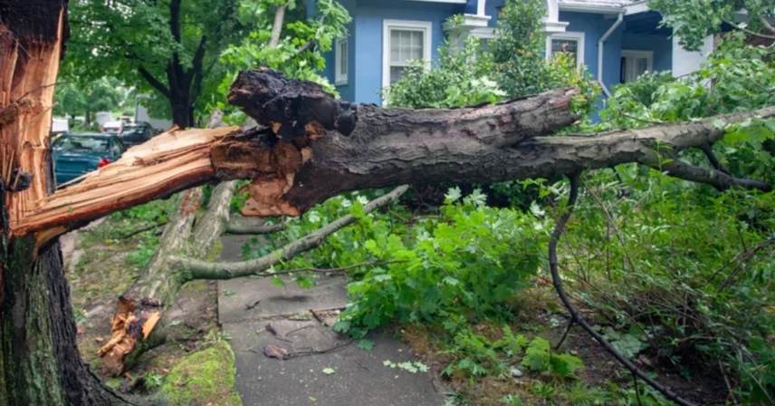Storm Damage Tree Removal and Clean Up in OKC