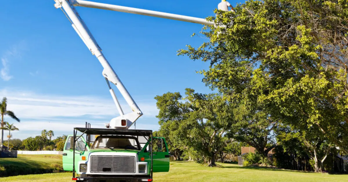 Tree Trimming and Pruning Service OKC