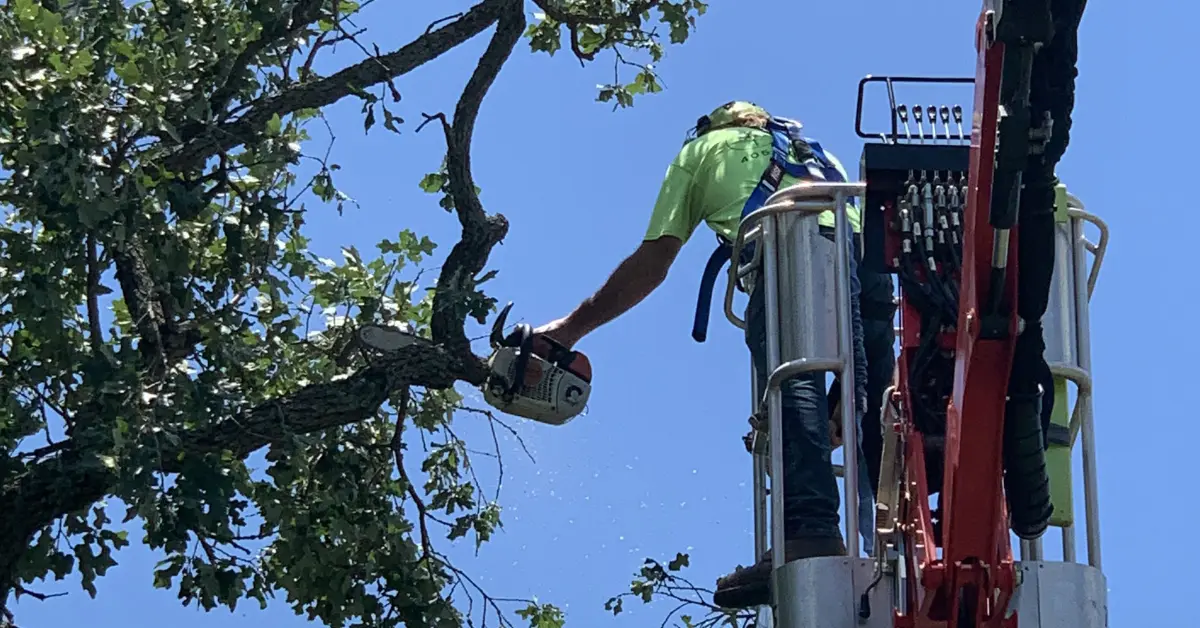 Tree Pruning