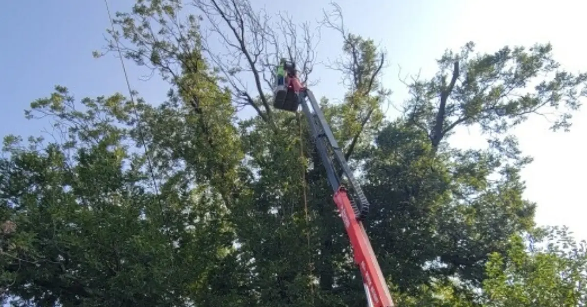 Tree Cabling