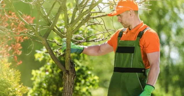 Spring Tips: 5 Step Guide To Early Spring Pruning