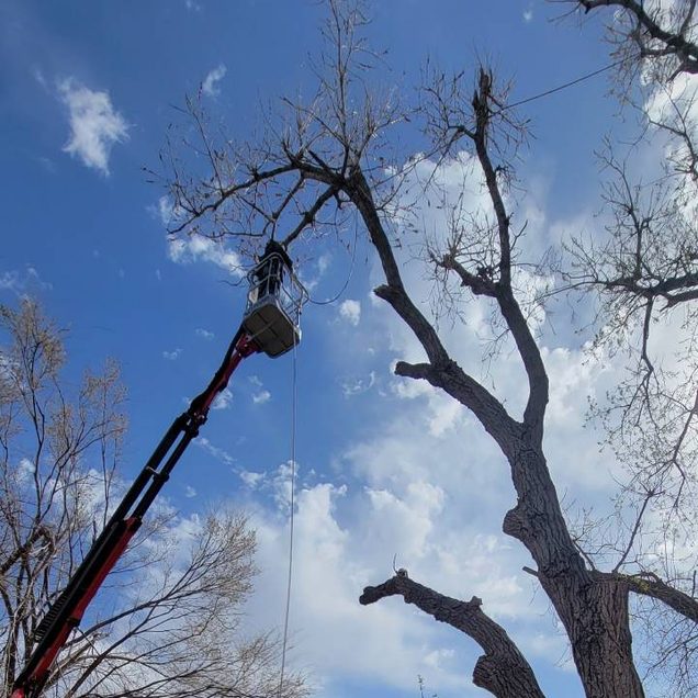 When Should a Tree Be Removed? 7 Warning Signs Oklahoma City Homeowners Should Know