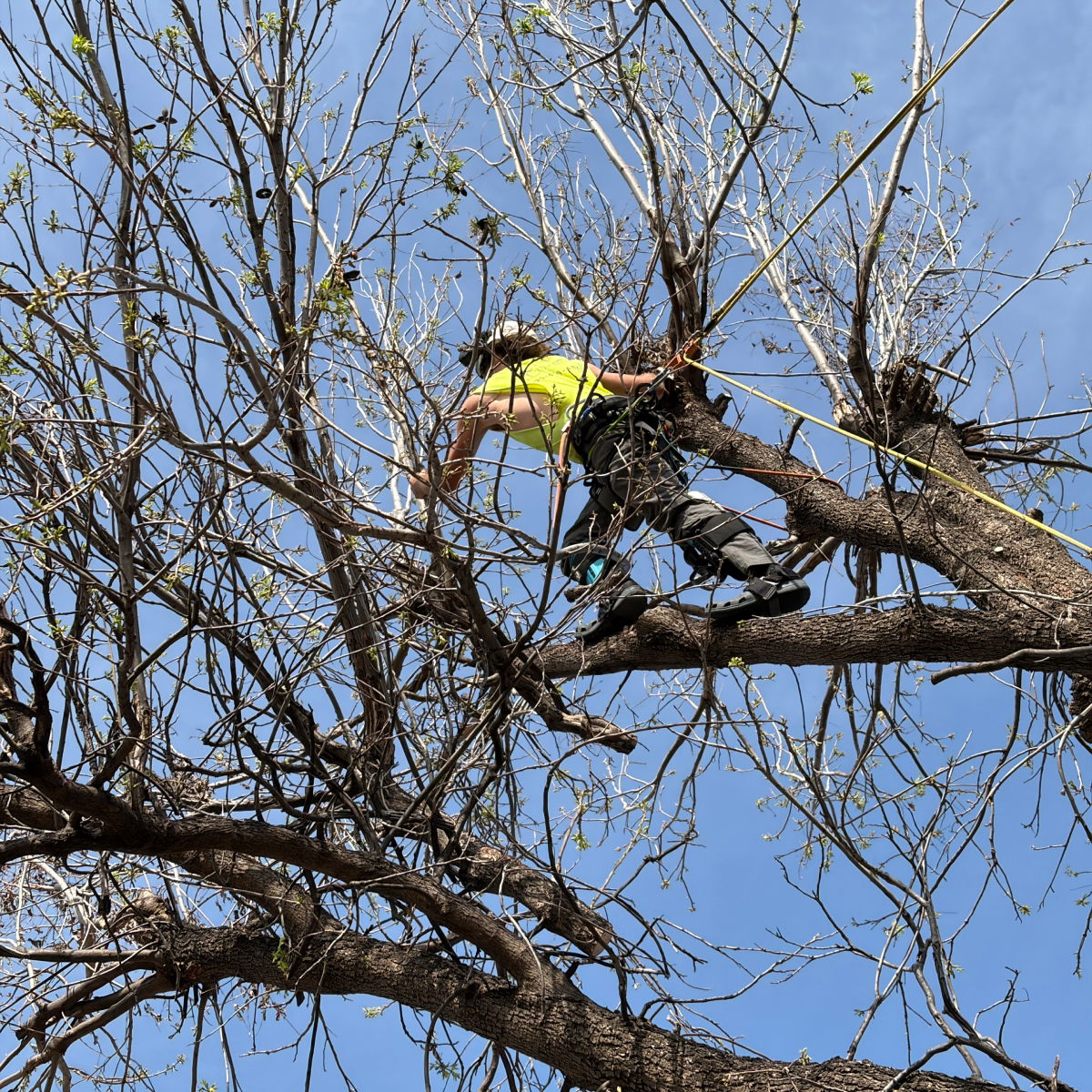 Tree limb removal by Vision Tree Service in Oklahoma City